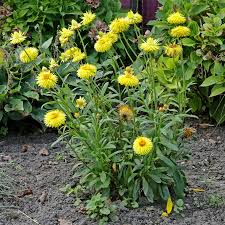 Image result for Helichrysum bracteatum