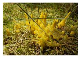 Attēlu rezultāti vaicājumam “Badhamia lilacina”