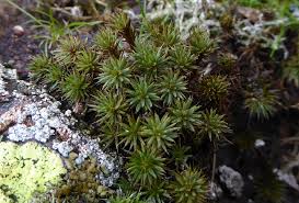 Attēlu rezultāti vaicājumam “Polytrichum piliferum”
