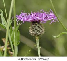 Attēlu rezultāti vaicājumam “Centaurea scabiosa flower”