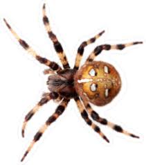 Attēlu rezultāti vaicājumam “Araneus diadematus”