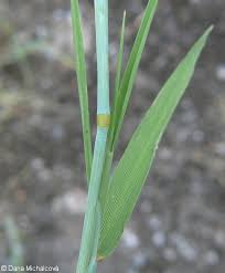 Attēlu rezultāti vaicājumam “Alopecurus aequalis leaf”