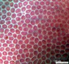 Attēlu rezultāti vaicājumam “Hildenbrandia rivularis”