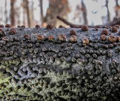 Attēlu rezultāti vaicājumam “Hypoxylon multiforme”