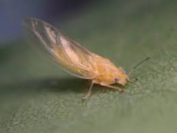 Attēlu rezultāti vaicājumam “Trioza dispar”