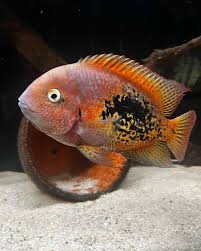 Attēlu rezultāti vaicājumam “Xysticus bifasciatus female”