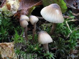 Attēlu rezultāti vaicājumam “Mycena abramsii”