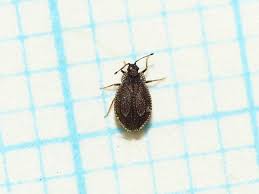 Attēlu rezultāti vaicājumam “Acalypta carinata”