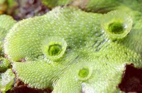 Attēlu rezultāti vaicājumam “Marchantia polymorpha”
