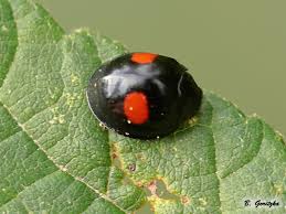 Attēlu rezultāti vaicājumam “Chilocorus renipustulatus”