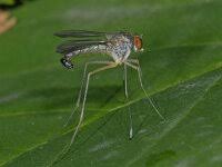 Attēlu rezultāti vaicājumam “Sciara analis”