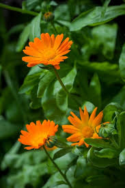 Attēlu rezultāti vaicājumam “Calendula officinalis flower”
