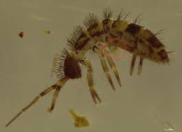 Attēlu rezultāti vaicājumam “Collembola”