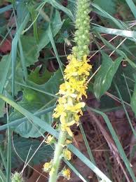 Image result for Agrimonia eupatoria