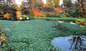 Image result for Weybridge Angling