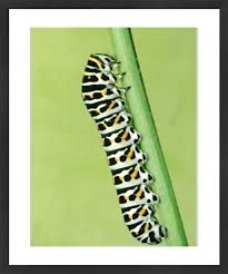 Attēlu rezultāti vaicājumam “Papilio machaon larva”