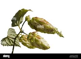Attēlu rezultāti vaicājumam “Humulus lupulus bud”