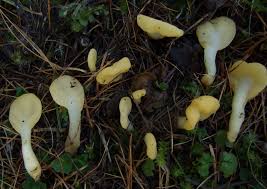 Attēlu rezultāti vaicājumam “Spathularia flavida”