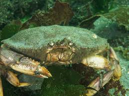 Image result for Metacarcinus magister