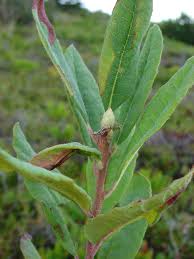 Attēlu rezultāti vaicājumam “Rhododendron canadense”