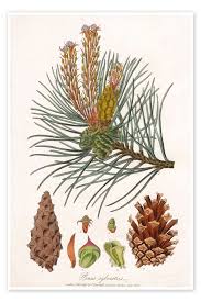 Attēlu rezultāti vaicājumam “Pinus sylvestris”