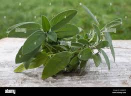 Image result for Salbei