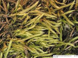 Attēlu rezultāti vaicājumam “Brachythecium campestre”