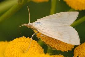 Attēlu rezultāti vaicājumam “Sitochroa verticalis”