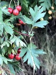 Attēlu rezultāti vaicājumam “Crataegus submollis fruit”