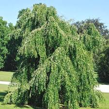 Attēlu rezultāti vaicājumam “Cercidiphyllum japonicum”