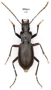 Attēlu rezultāti vaicājumam “Pterostichus sp.”