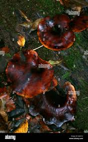 Attēlu rezultāti vaicājumam “Polyporus badius”