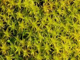 Attēlu rezultāti vaicājumam “Syntrichia”