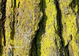 Attēlu rezultāti vaicājumam “Chrysothrix candelaris”