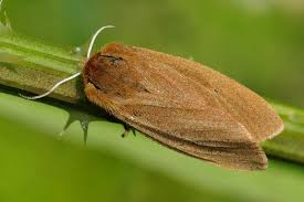 Attēlu rezultāti vaicājumam “Phragmatobia fuliginosa imago”