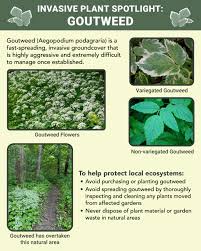 Attēlu rezultāti vaicājumam “Aegopodium podagraria leaf”