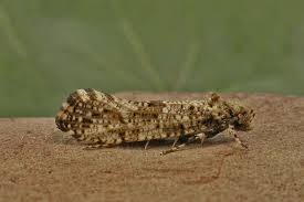 Attēlu rezultāti vaicājumam “Morophaga choragella”