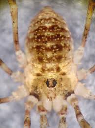 Attēlu rezultāti vaicājumam “Lophopilio palpinalis”