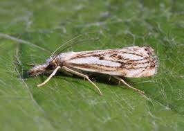 Attēlu rezultāti vaicājumam “Catoptria verellus”