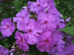 Attēlu rezultāti vaicājumam “Phlox paniculata”