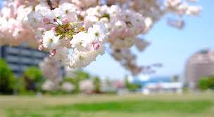 「桃井桜」の画像検索結果