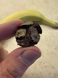 Attēlu rezultāti vaicājumam “Badhamia dubia spores”