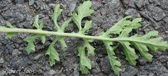 Attēlu rezultāti vaicājumam “Jacobaea vulgaris leaf”