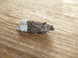 Attēlu rezultāti vaicājumam “Apotomis betuletana”