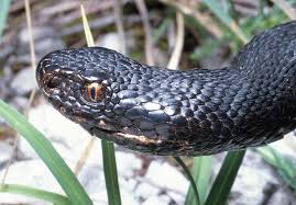 Attēlu rezultāti vaicājumam “Vipera berus”