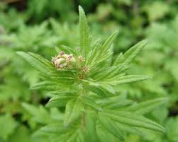 Image result for Artemisia vulgaris