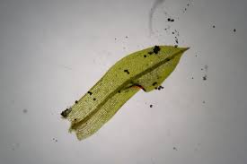 Attēlu rezultāti vaicājumam “Tortula truncata sporophyte”