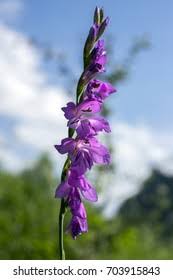 Attēlu rezultāti vaicājumam “Gladiolus imbricatus”