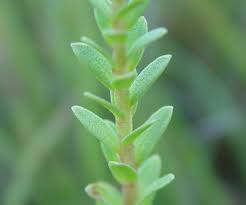 Attēlu rezultāti vaicājumam “Glaux maritima leaf”