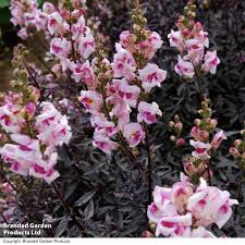 Image result for Antirrhinum majus